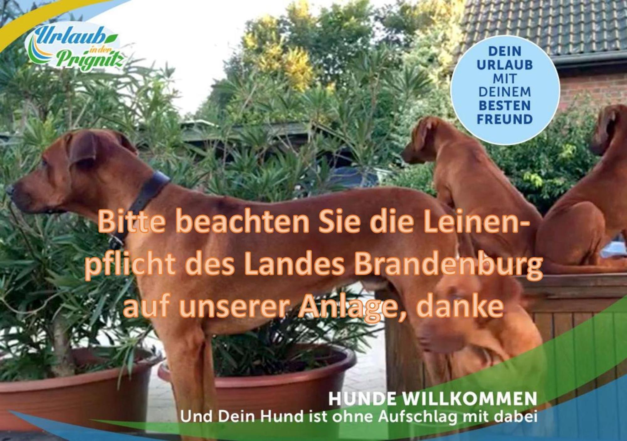 Familien-Suite-Im-Wald-Am-See Bork Exterior foto